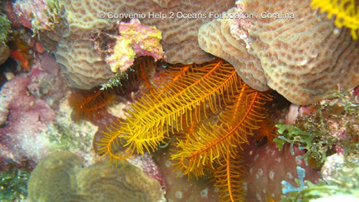 Feather star (9)